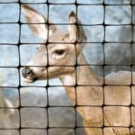 anti-deer-fence.net-17